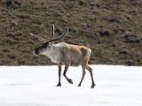 Vacation Alaska and Northwest  Caribou